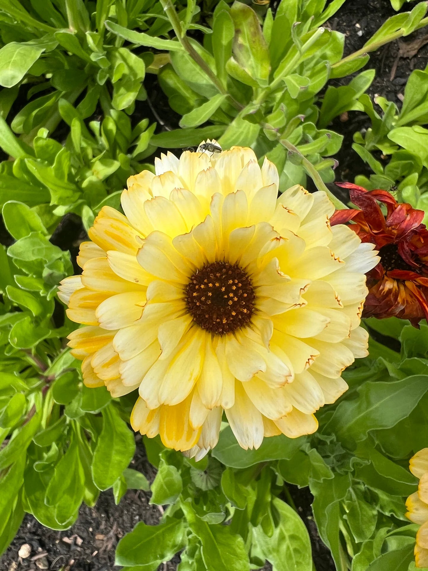 Calendula Cream Winter Flower Seeds