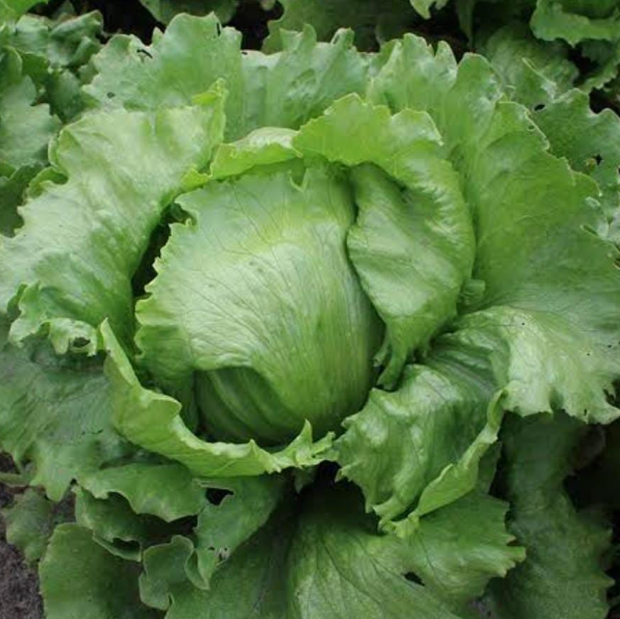 Fresh Iceberg Lettuce - Sanista Variety (Per Head)