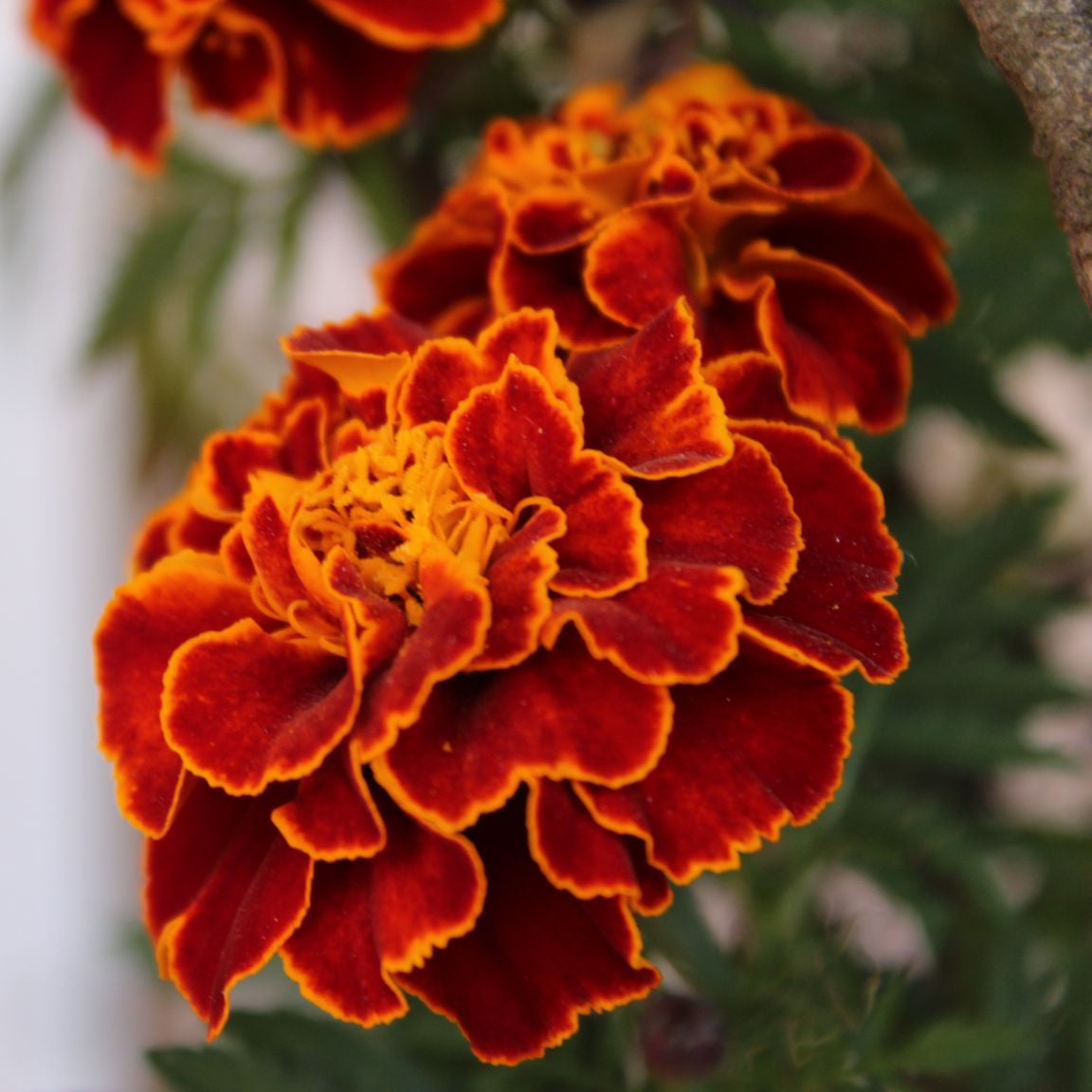 Marigold Desi Jafri Flower Seeds
