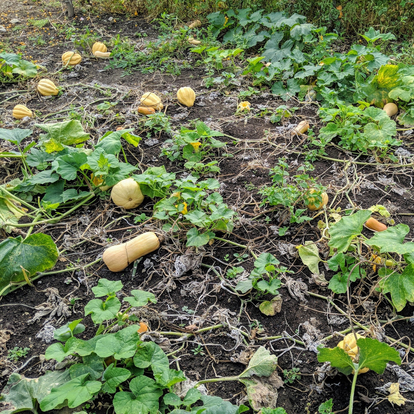 Ornamental Squash - Decorative Gourd for Fall and Winter Décor Exotic Vegetable Seeds