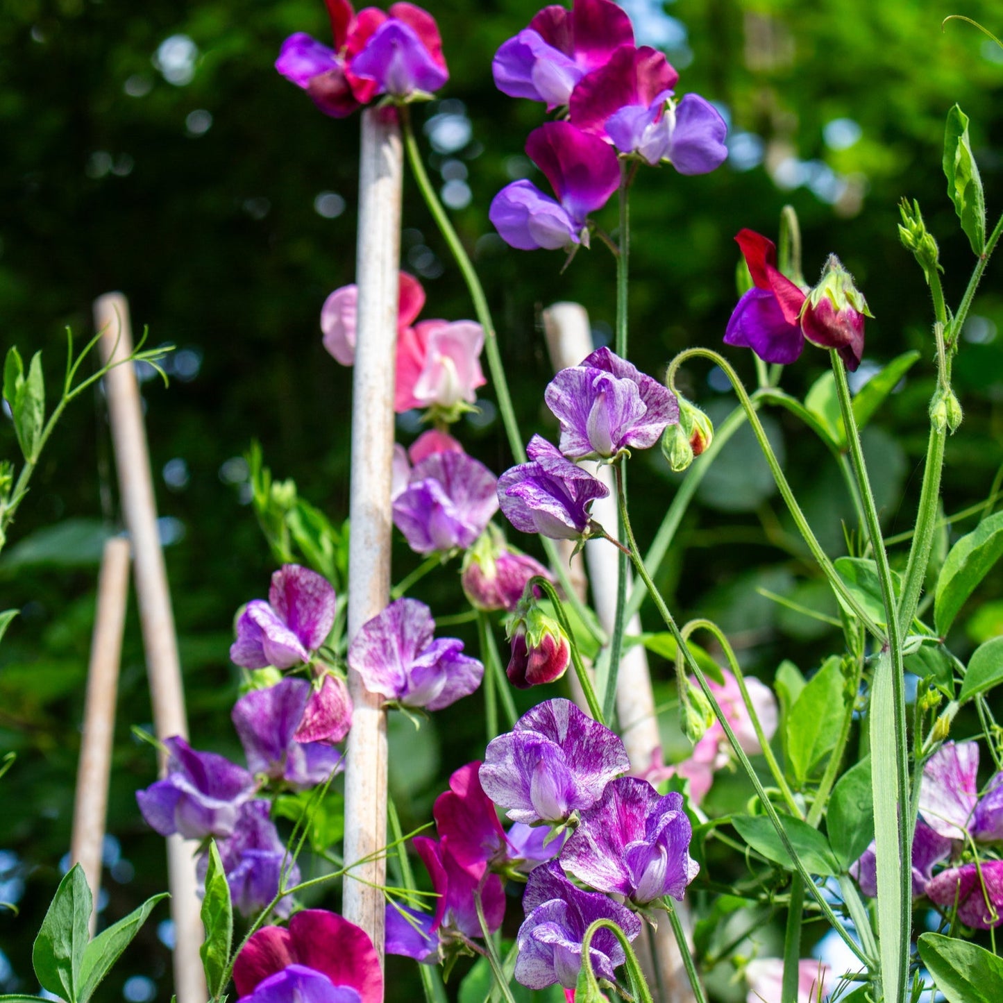 Sweet Pea Flower Seeds - Beautiful, Fragrant, and Easy-to-Grow