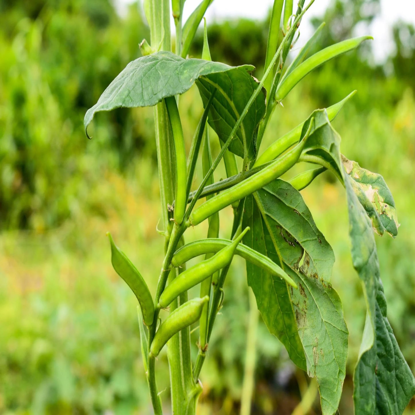 Cluster Beans F1 Hybrid Vegetable Seeds