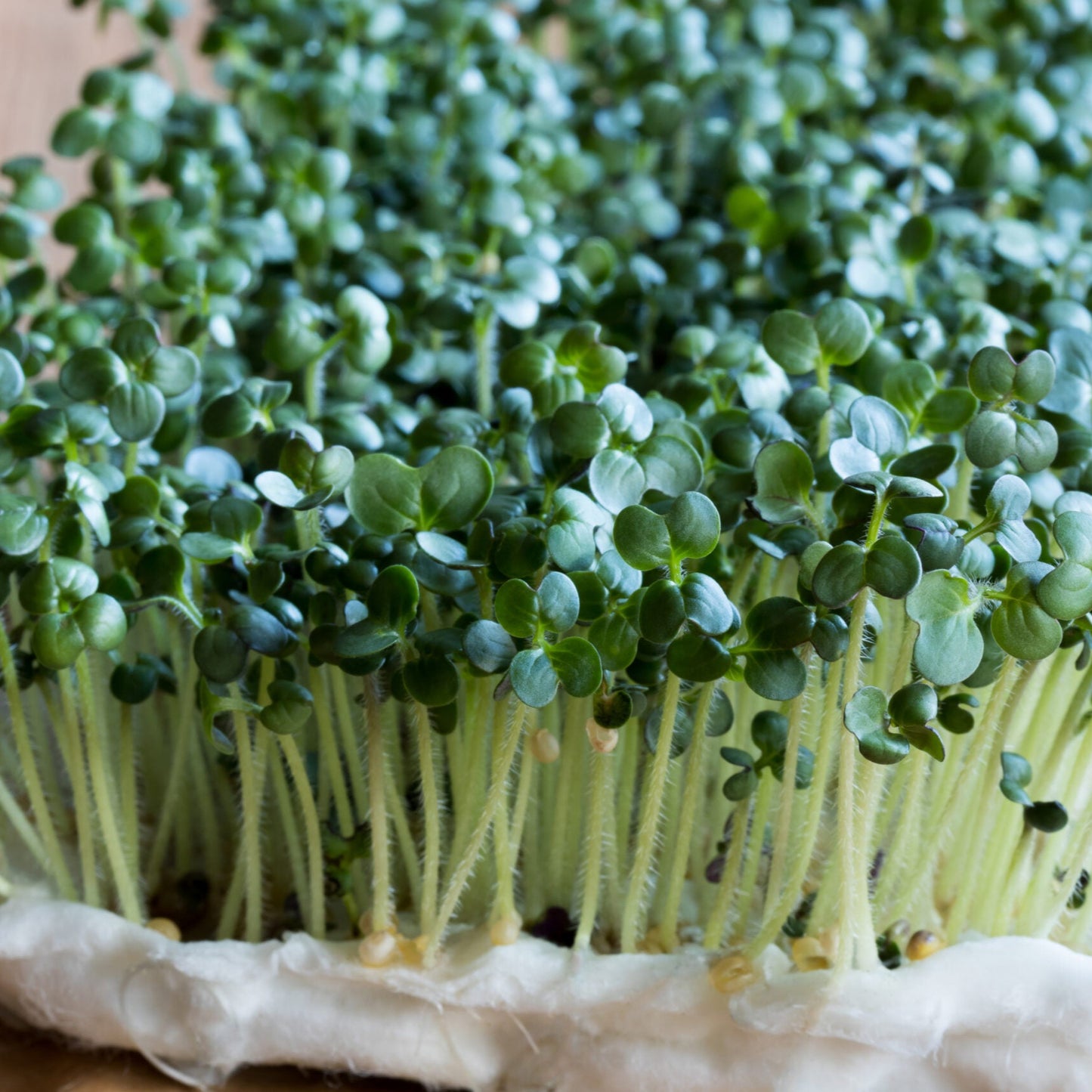 Collard Kale Brassica Nero Leaf Microgreens Seeds
