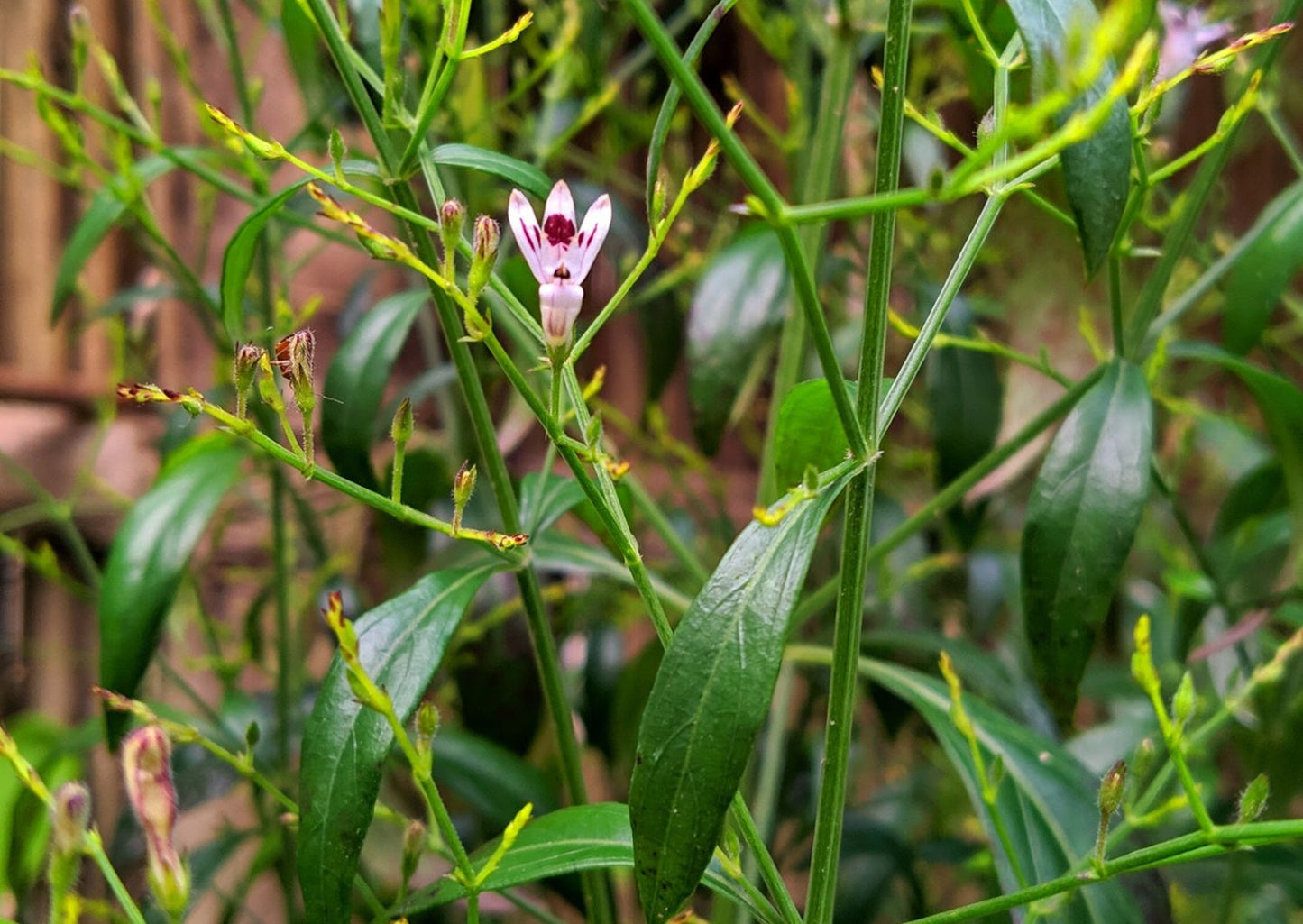 Andrographis Paniculata Herb Seeds