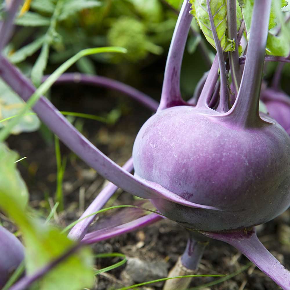 Kohlrabi F1 Hybrid Purple Vegetable Seeds