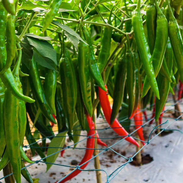 Chilli Hot Pepper OS-402 F1 Vegetable Seeds