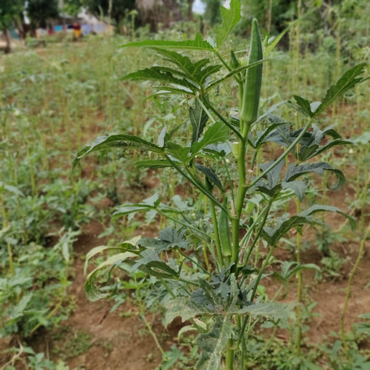 Lady Finger Vegetable Seeds – High-Yielding, Organic Okra Seeds for Home Gardening