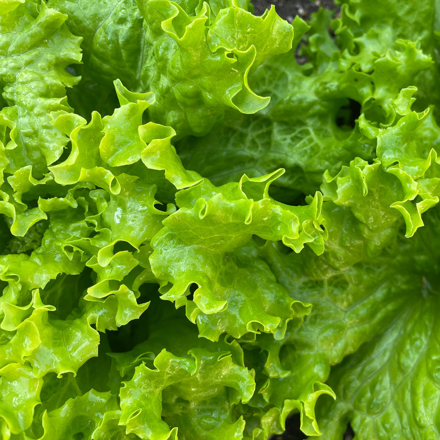 Fresh Grand Rapids Lettuce - Crisp, Tender & Nutritious Greens Exotic Vegetable Seeds