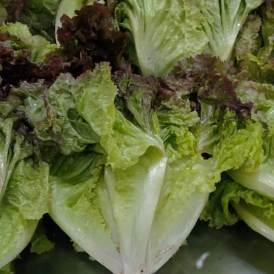 Fresh Iollo Rosso Lettuce – Organic and Crisp Exotic Vegetable Seeds