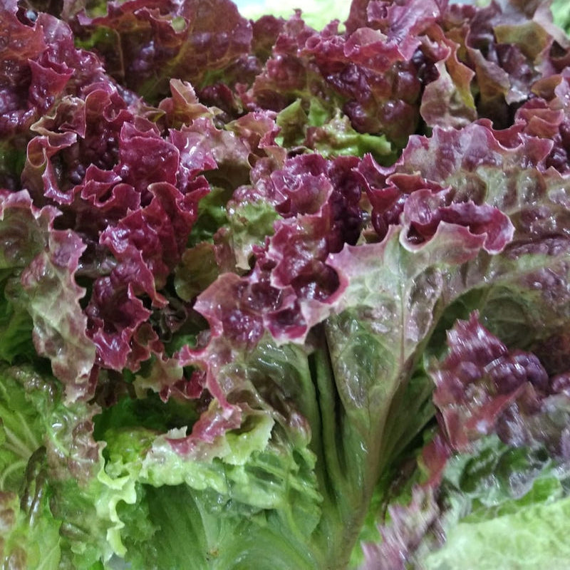 Fresh Iollo Rosso Lettuce – Organic and Crisp Exotic Vegetable Seeds