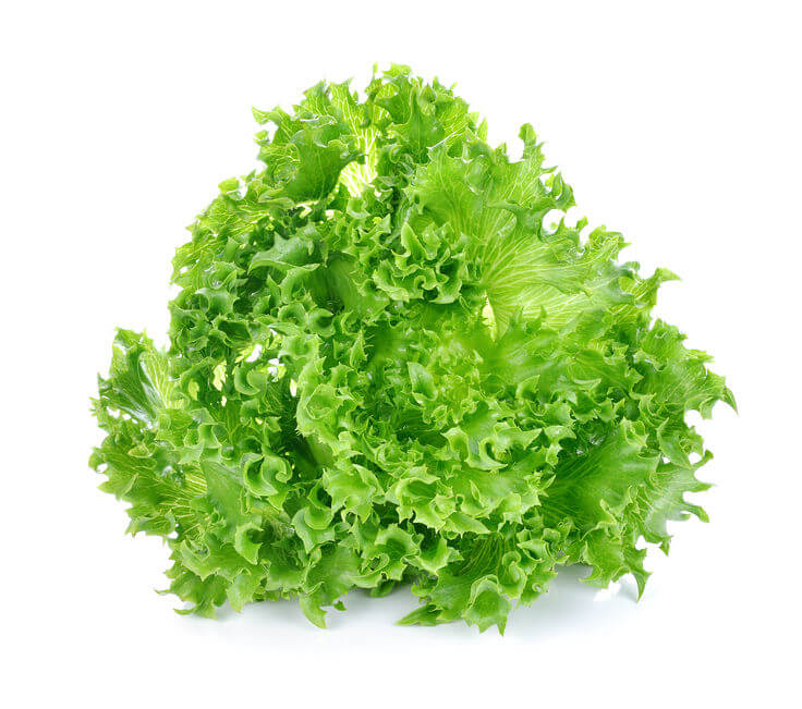 Fresh Grand Rapids Lettuce - Crisp, Tender & Nutritious Greens Exotic Vegetable Seeds