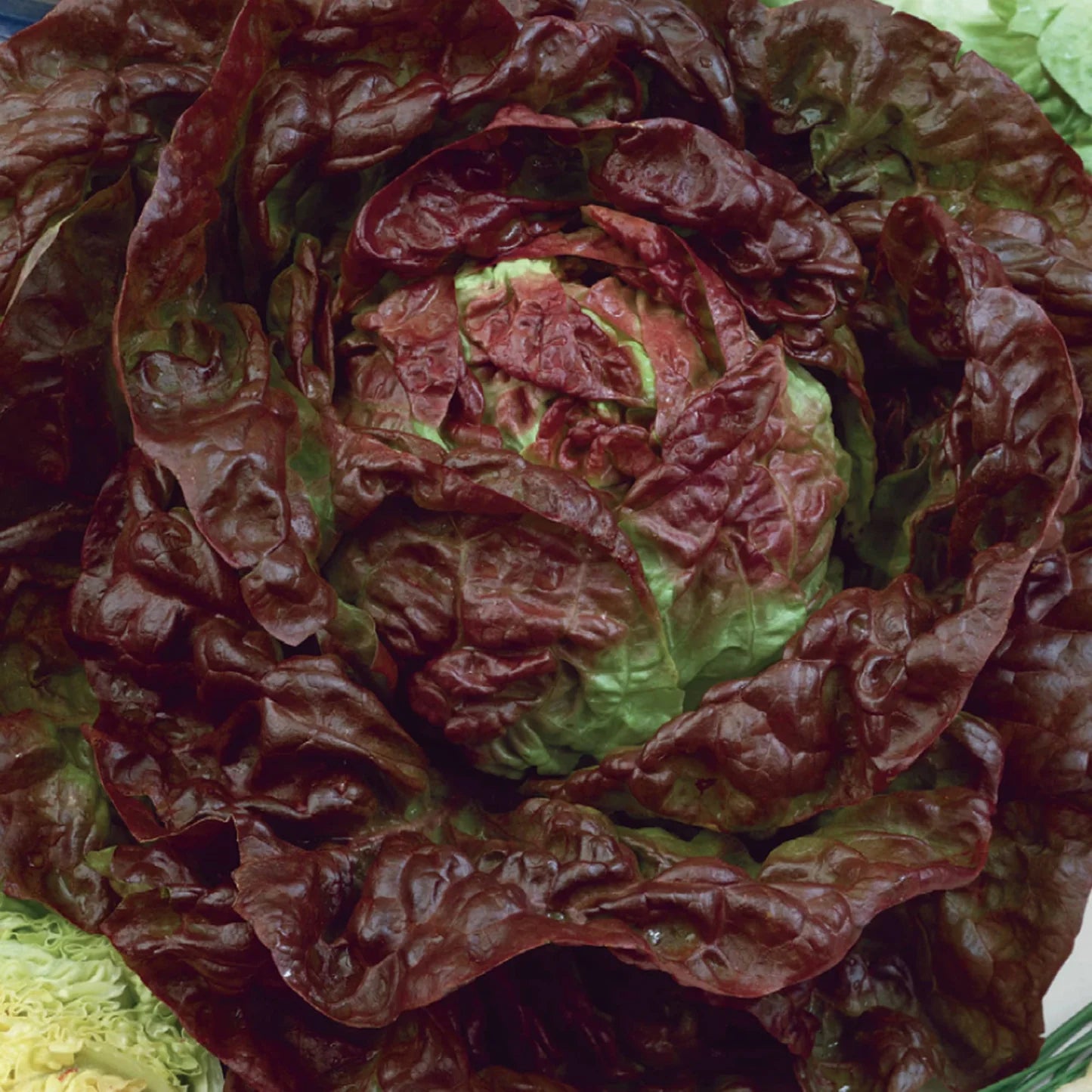 Butterhead Red Microgreens Seeds for Fresh and Flavorful Lettuce Salad