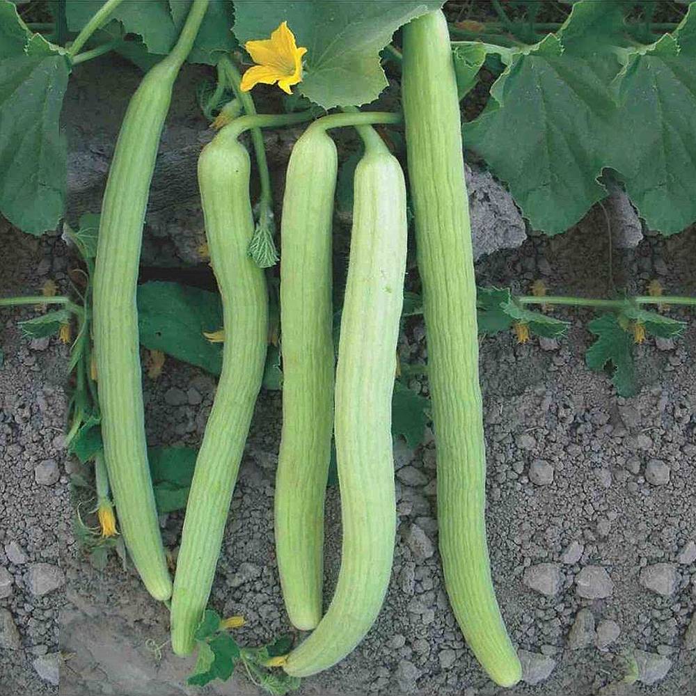 Kakri Long Melon Selection Vegetable Seeds