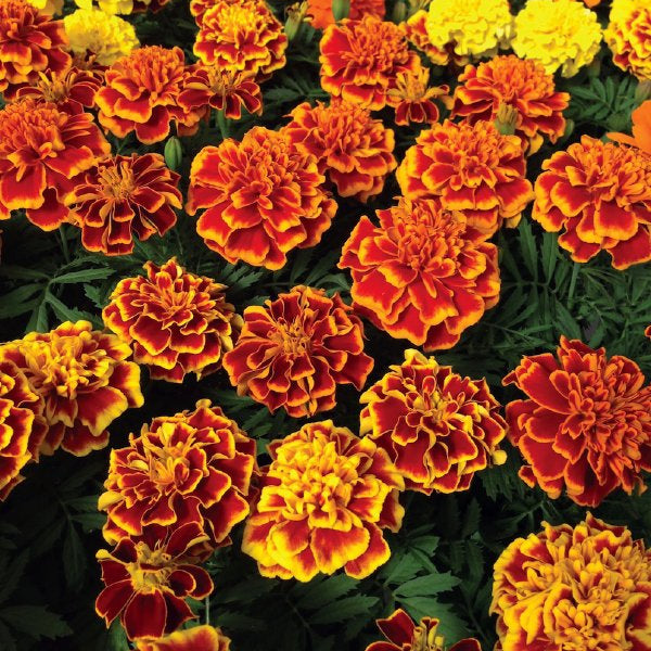 Stock Bonanza Mixed Winter Flower Seeds