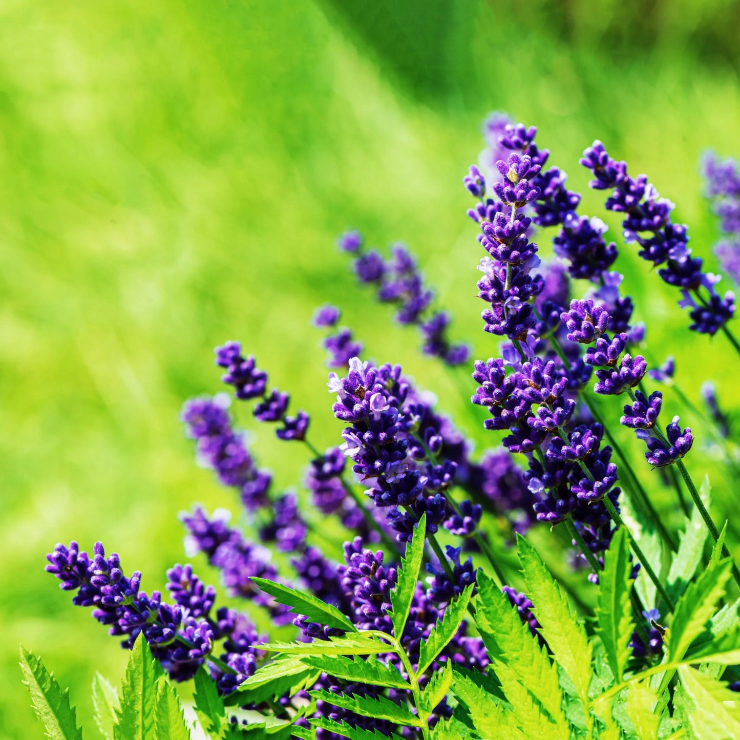 Lavender Flower Seeds