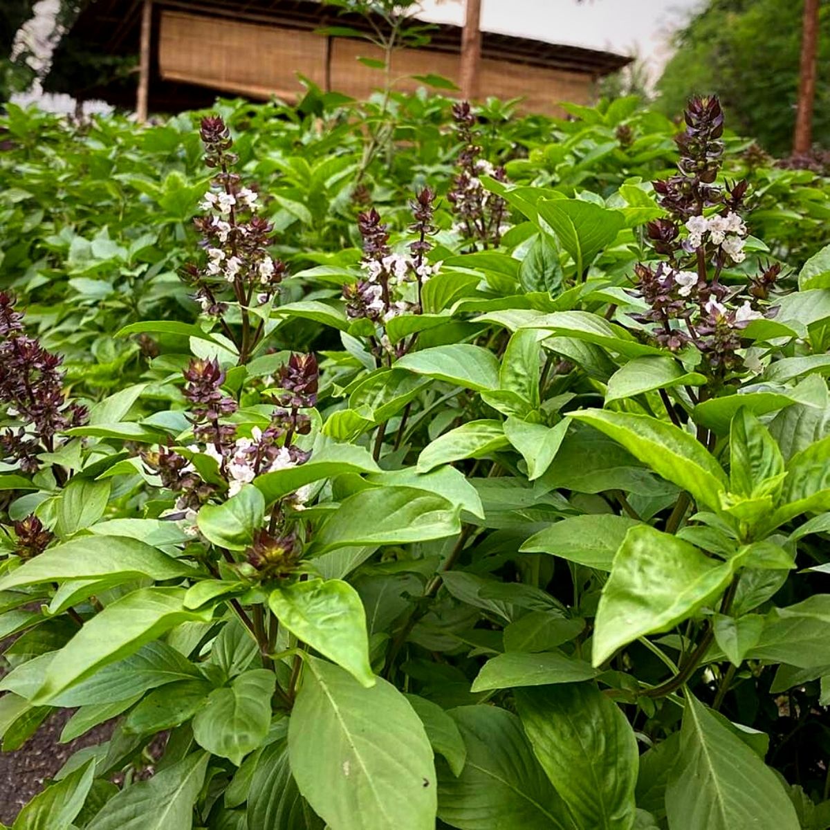 Thai Basil Herb Seeds