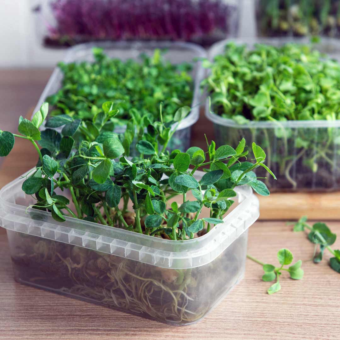Cauliflower Microgreen Herb Seeds