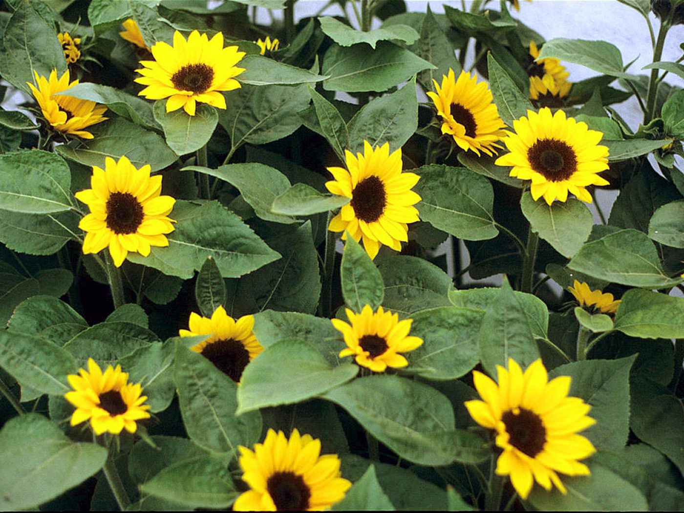 Miniature Sunflower Seeds