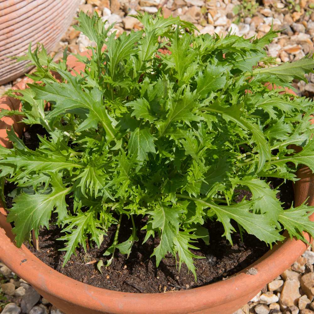 Mizuna Asia Green Herb Seeds
