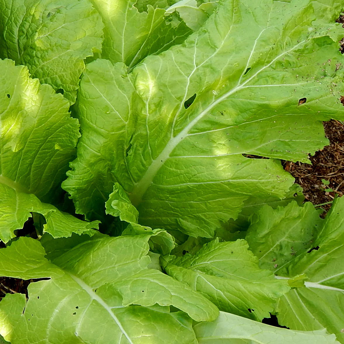 Mustard Florida Broad Leaf Vegetable Seeds
