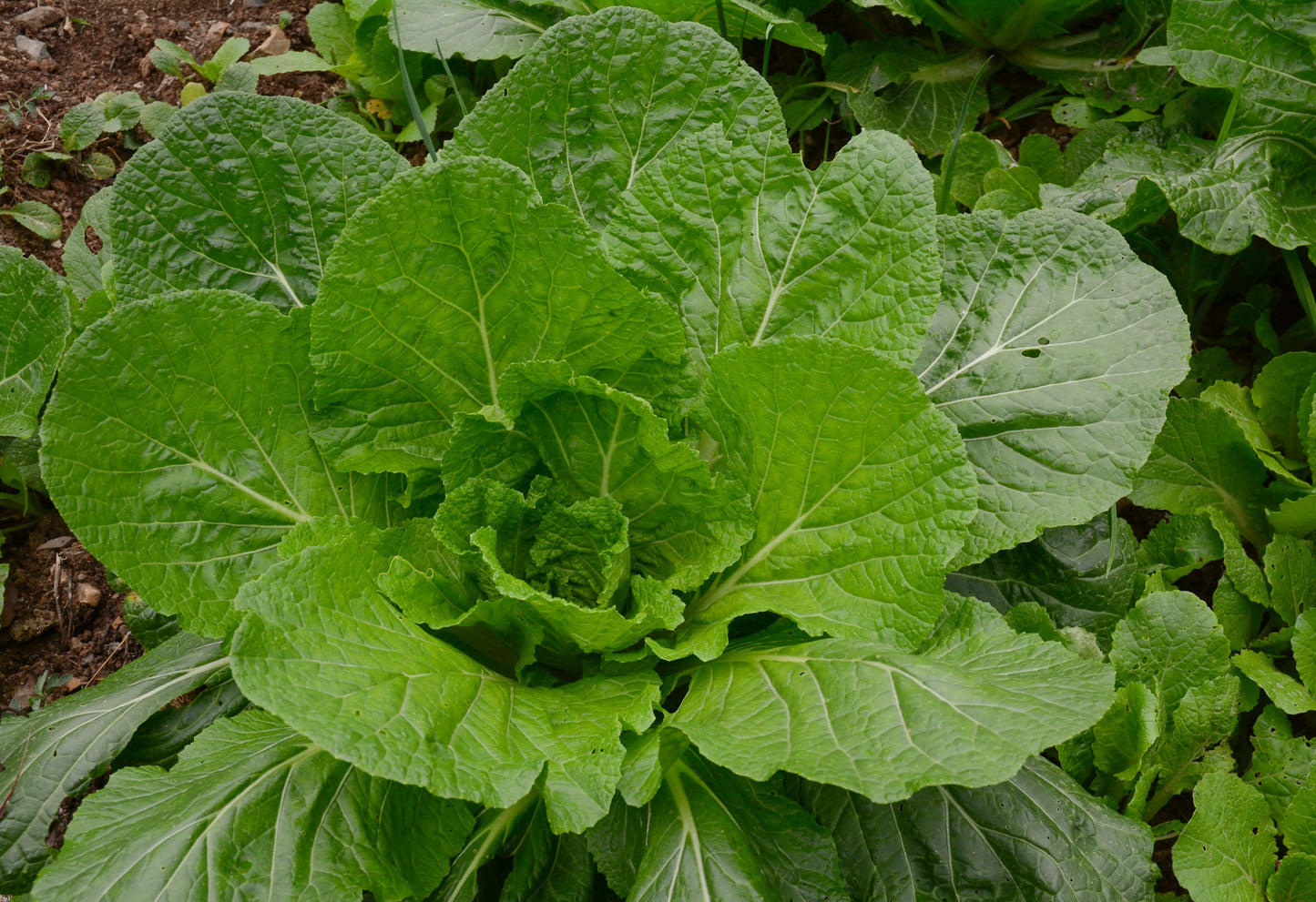 Mustard Florida Broad Leaf Vegetable Seeds
