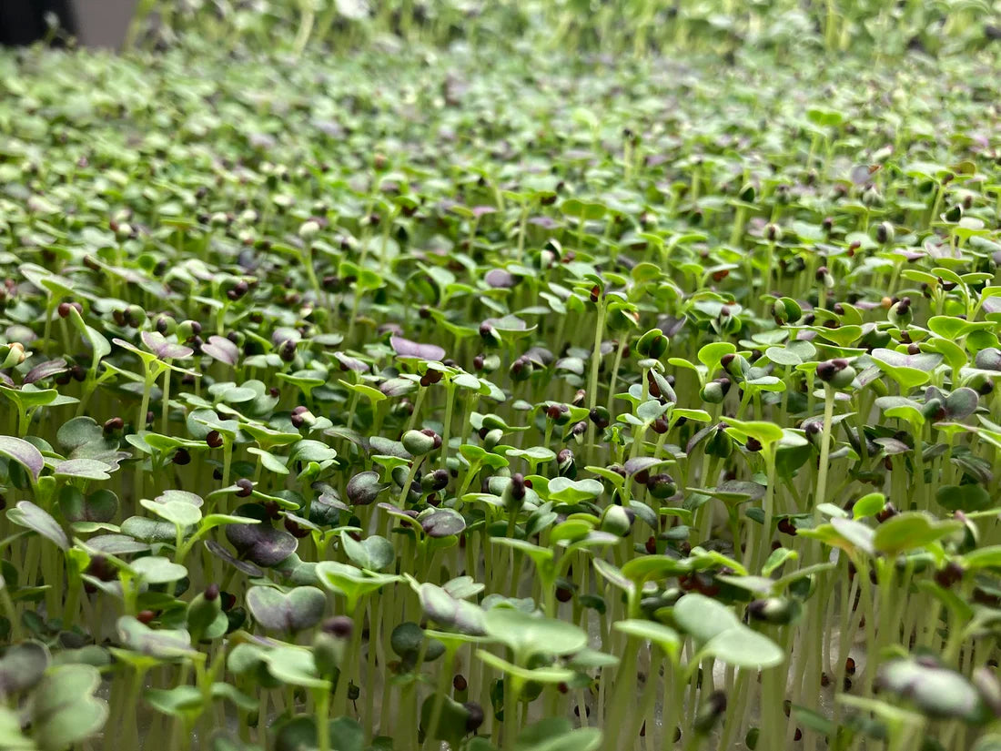 Arugula Rocket Microgreens Seeds – Common Leaf Variety for Sprouting