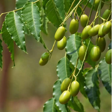 Neem Tree Herb Seeds
