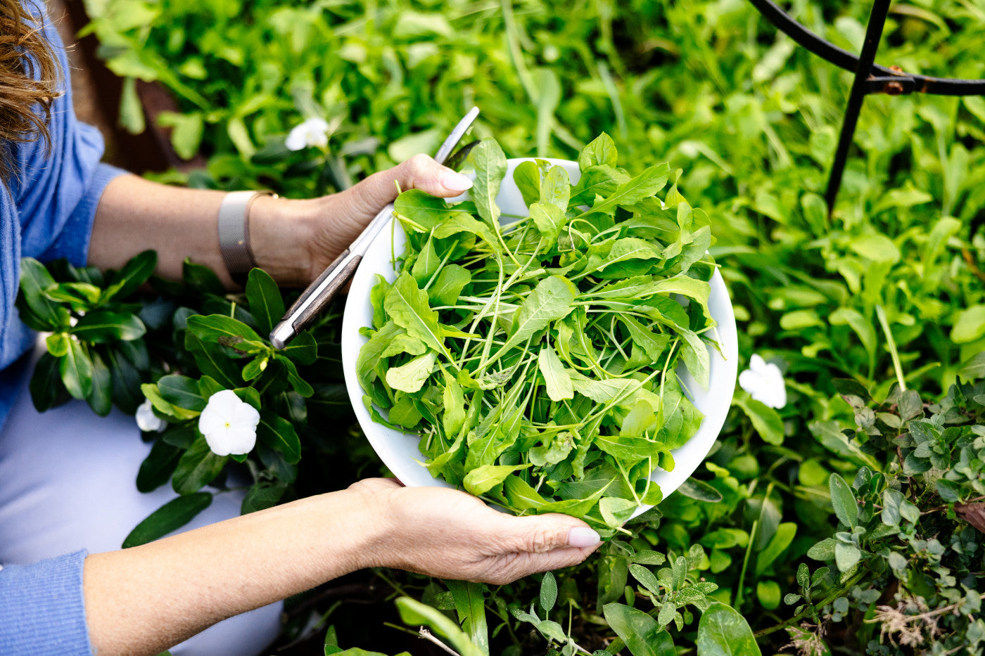 Arugula Rocket Misticanza Microgreens Seeds – Mixed Combo for Sprouting