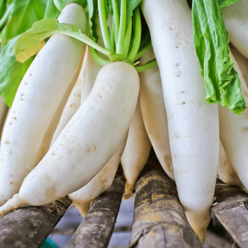 Radish Padra Leaf Vegetable Seeds