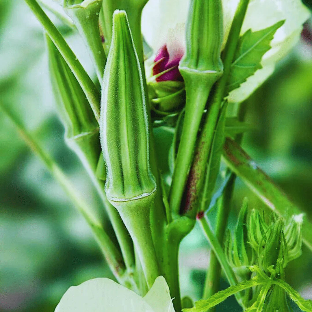 Okra F1 Hybrid No. 3 Vegetable Seeds