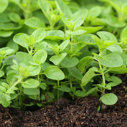 Oregano Imported Herb Seeds