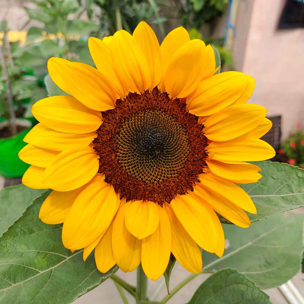 Miniature Sunflower Seeds