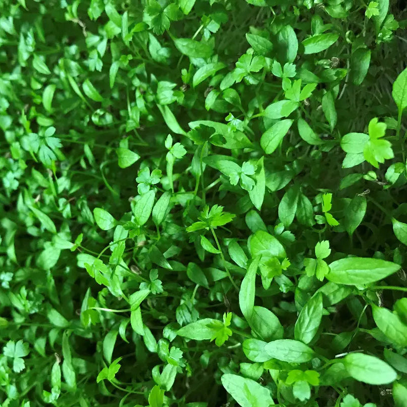 Flat Leaf Parsley Microgreens Seeds