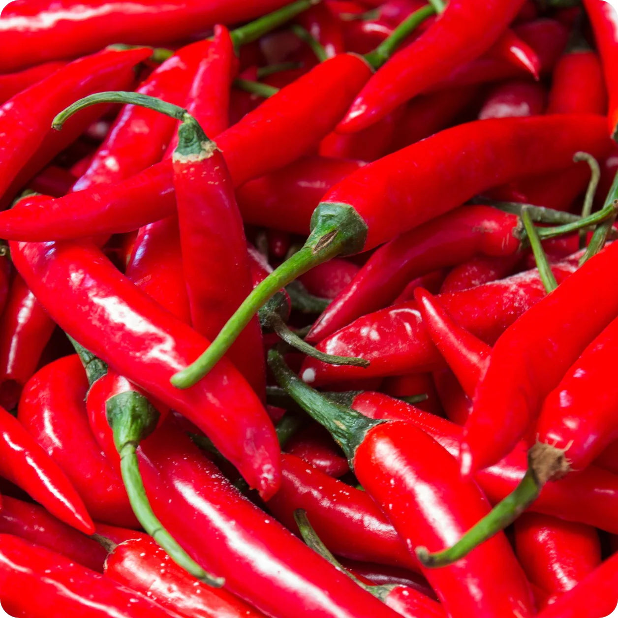 Hot Red Pepper Vegetable Seeds