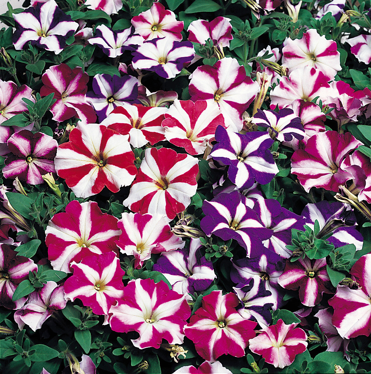 Petunia Star Pattern Flower Seeds