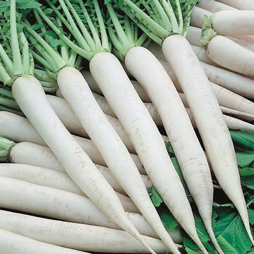 Radish Great Long White Vegetable Seeds