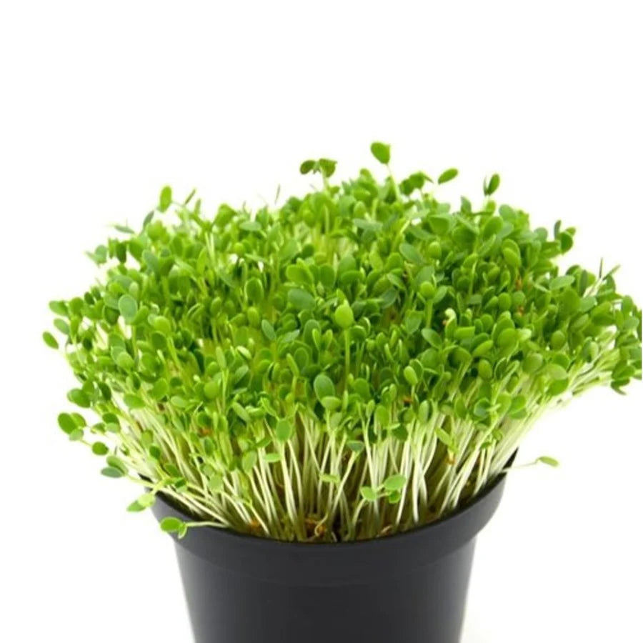 Fenugreek Indian Small Leaf Microgreens Seeds