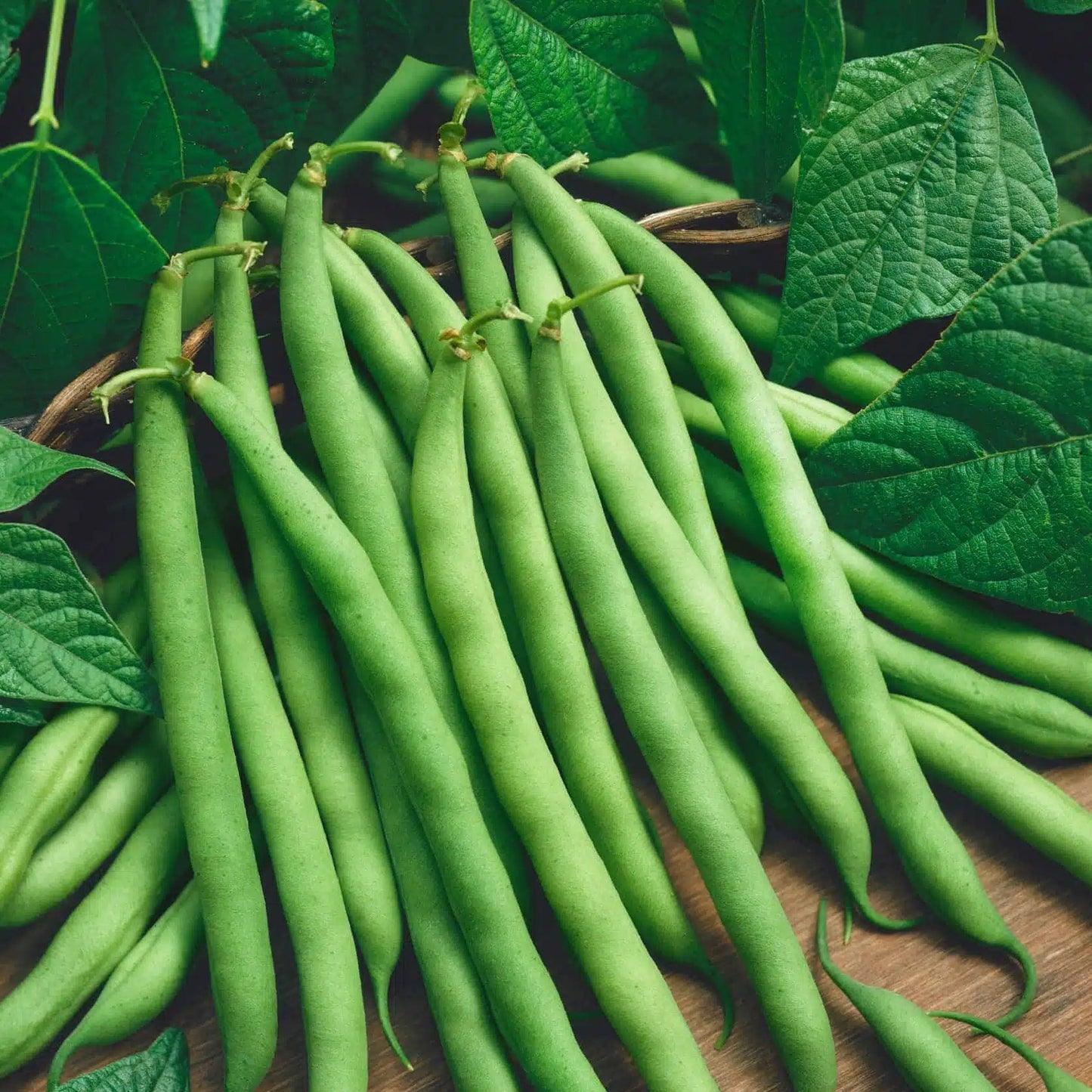 French Beans HYB-SEL Vegetable Seeds