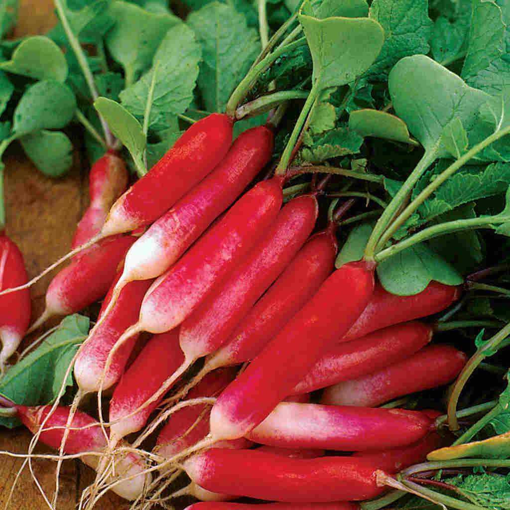 Radish Half Red Long Microgreens Seeds