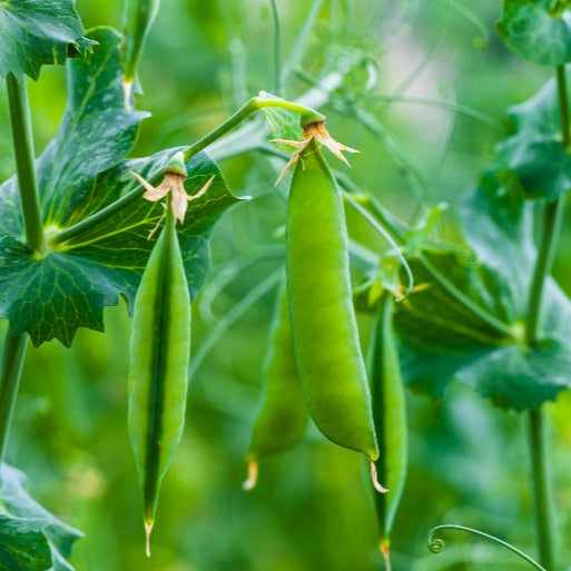 PEAS Imported OS-10 Vegetable Seeds
