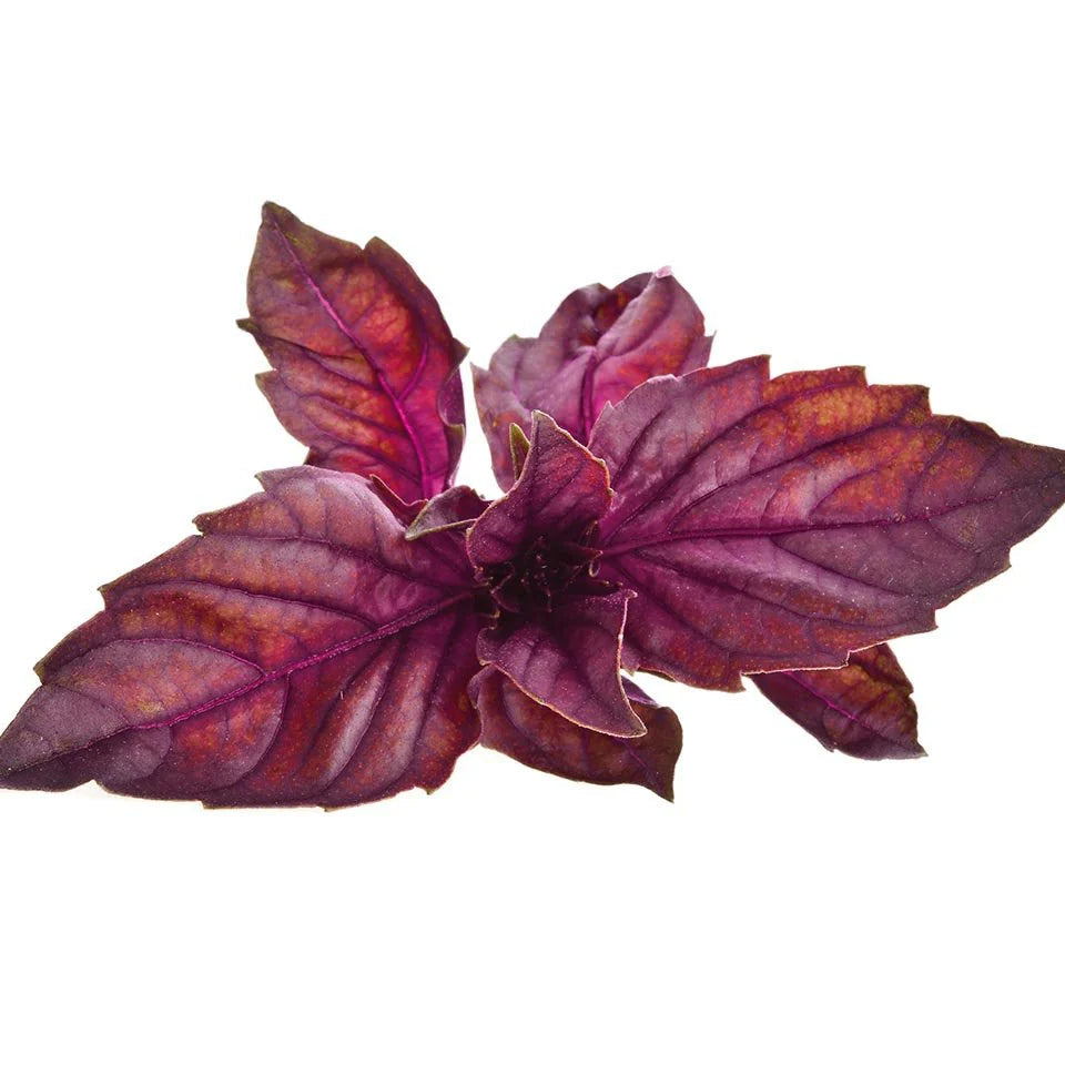 Red Basil Microgreens Seeds