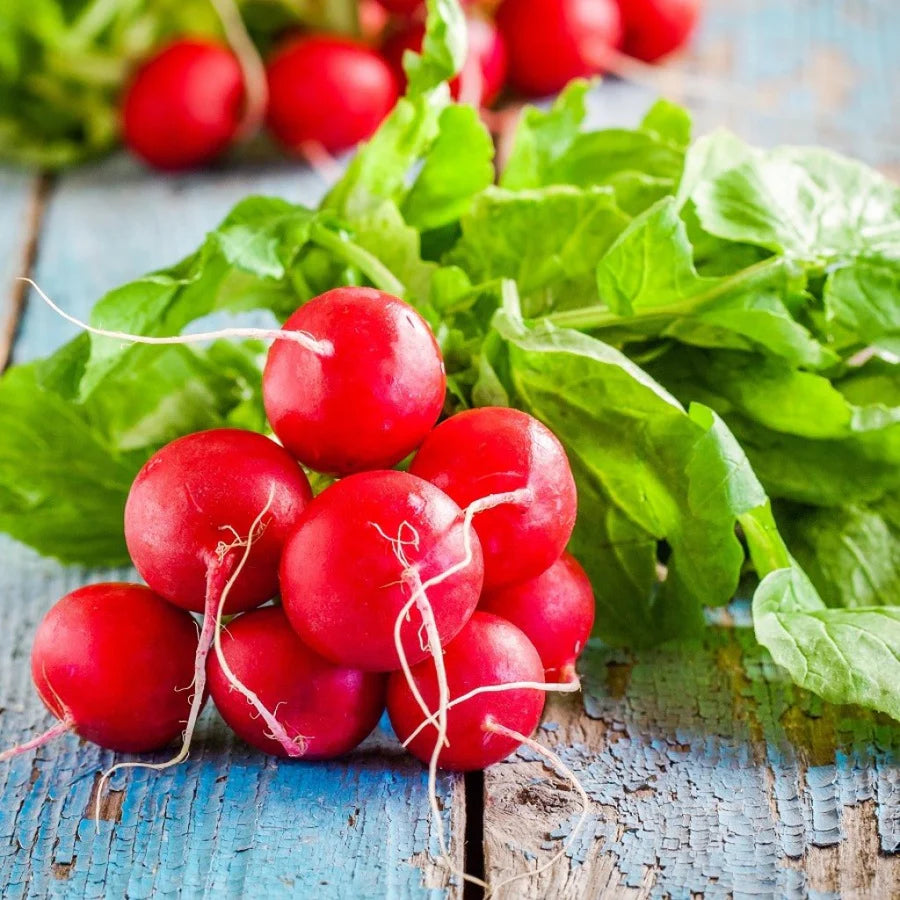 Radish Red Scarlet Globe Microgreens Seeds