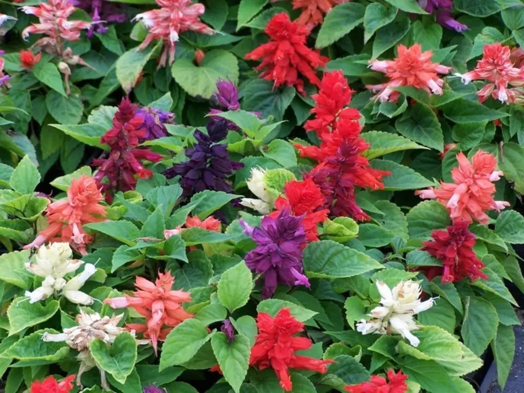 Salvia Mixed Winter Flower Seeds