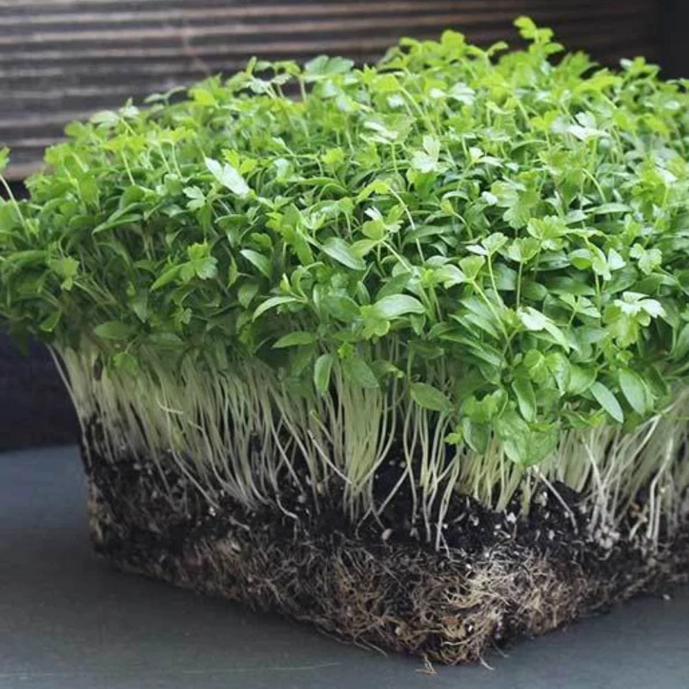 Parsley & Misticanza (Mixed Combo) Microgreens Seeds