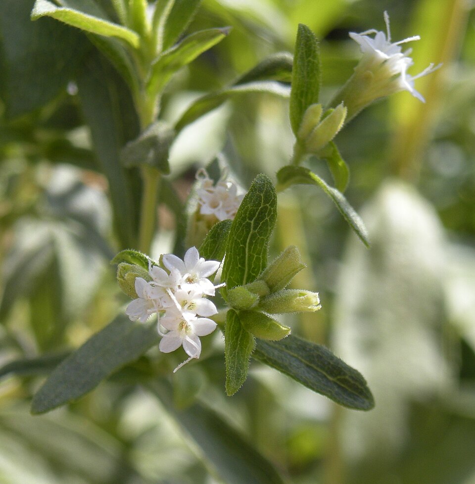 Stevia Rebaudiana Herb Seeds