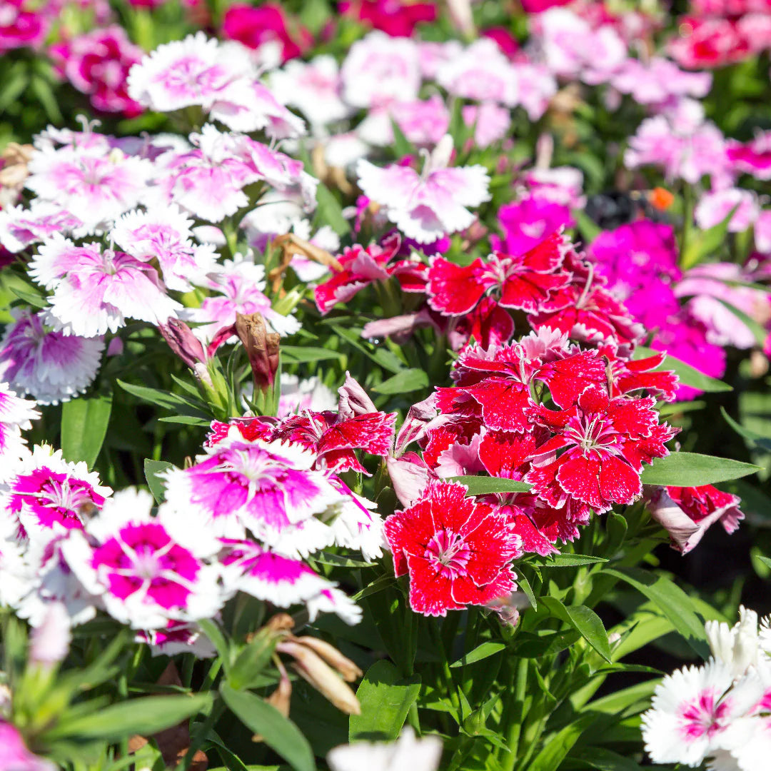 Dianthus Barbatus Mixed Flower Seeds