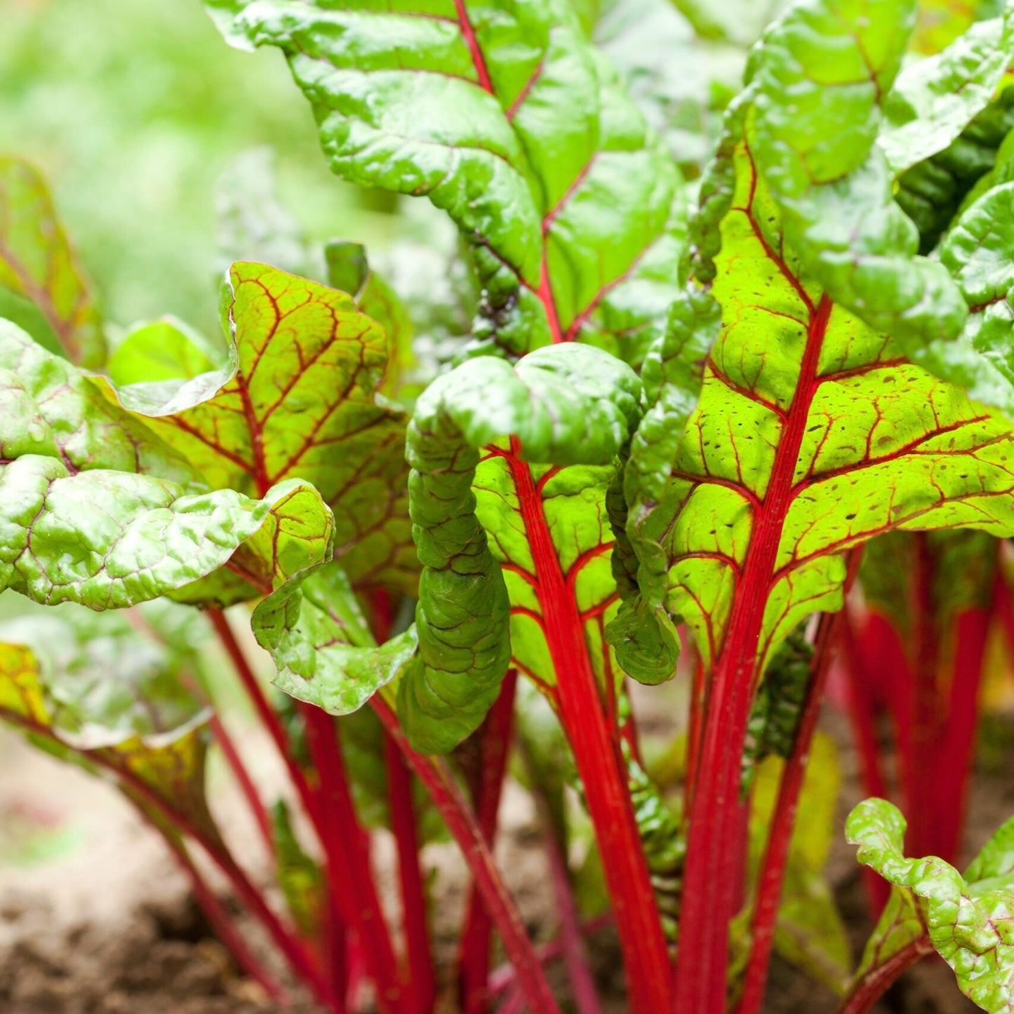 Collard-Swiss Chard Red Microgreens Seeds