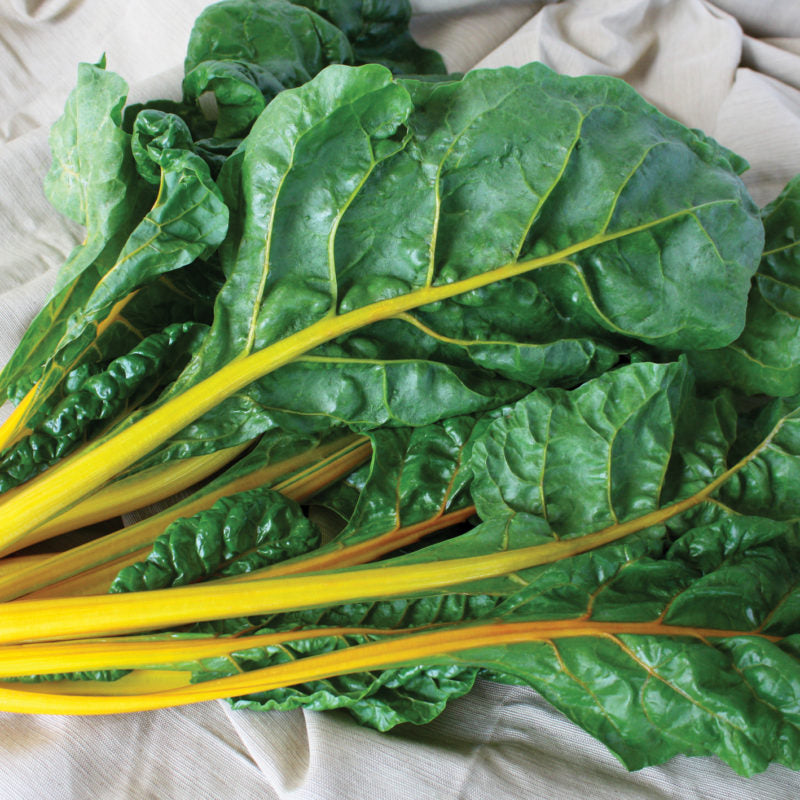 Swiss Chard Green Leaves Vegetable Seeds