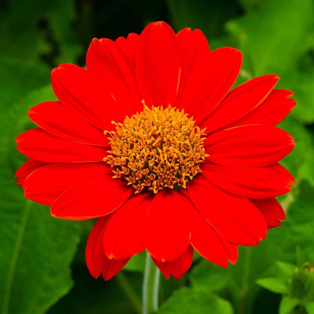 Tithonia Torch Red Summer Flower Seeds