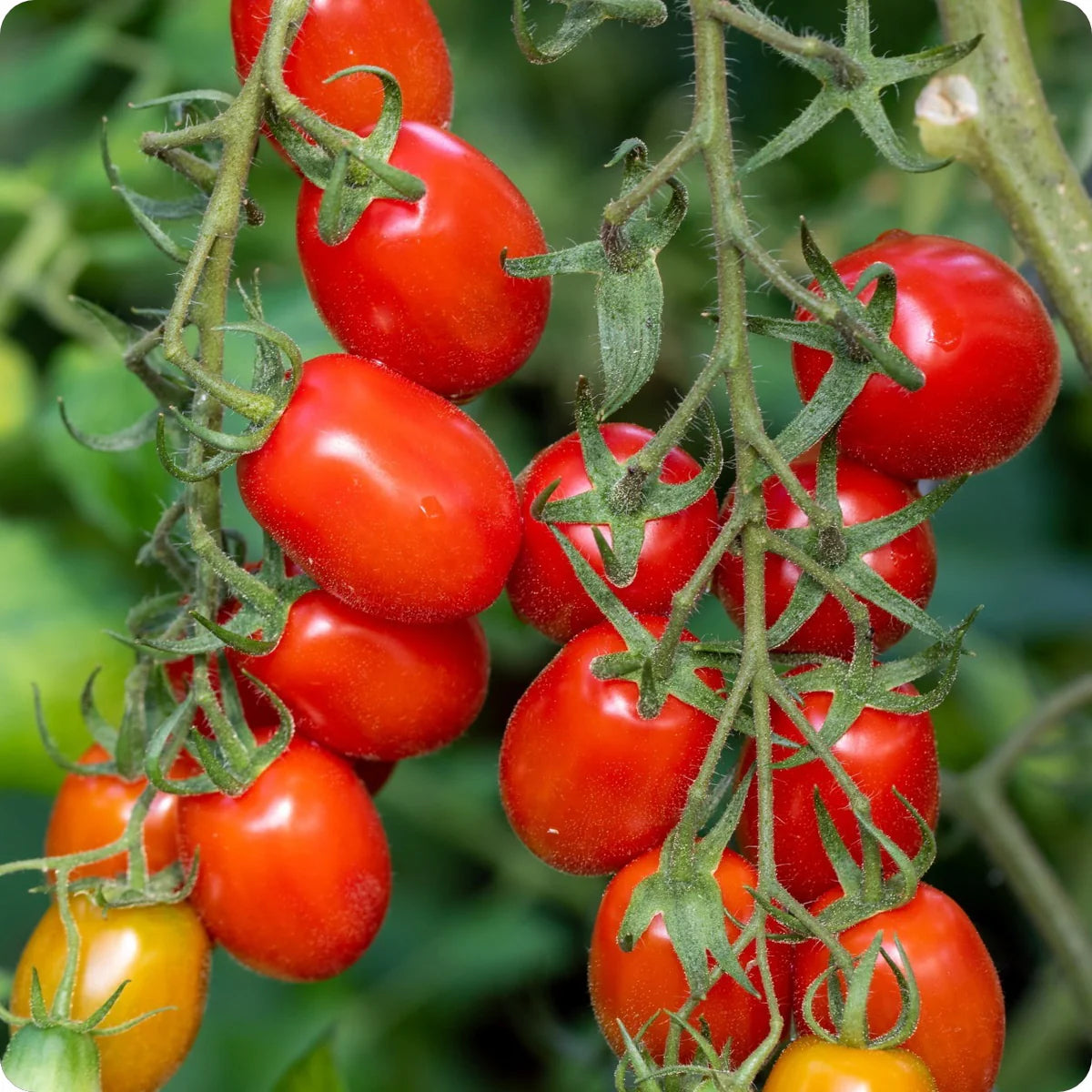 Tomato Heirloom Roma VF Vegetable Seeds